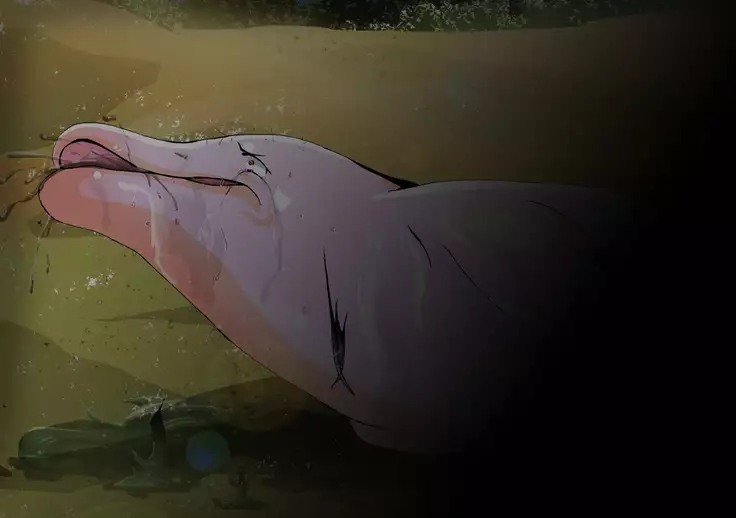 iruka no suuki na unmei