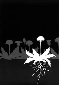 [Machida Hiraku] Tanpopo no Matsuri