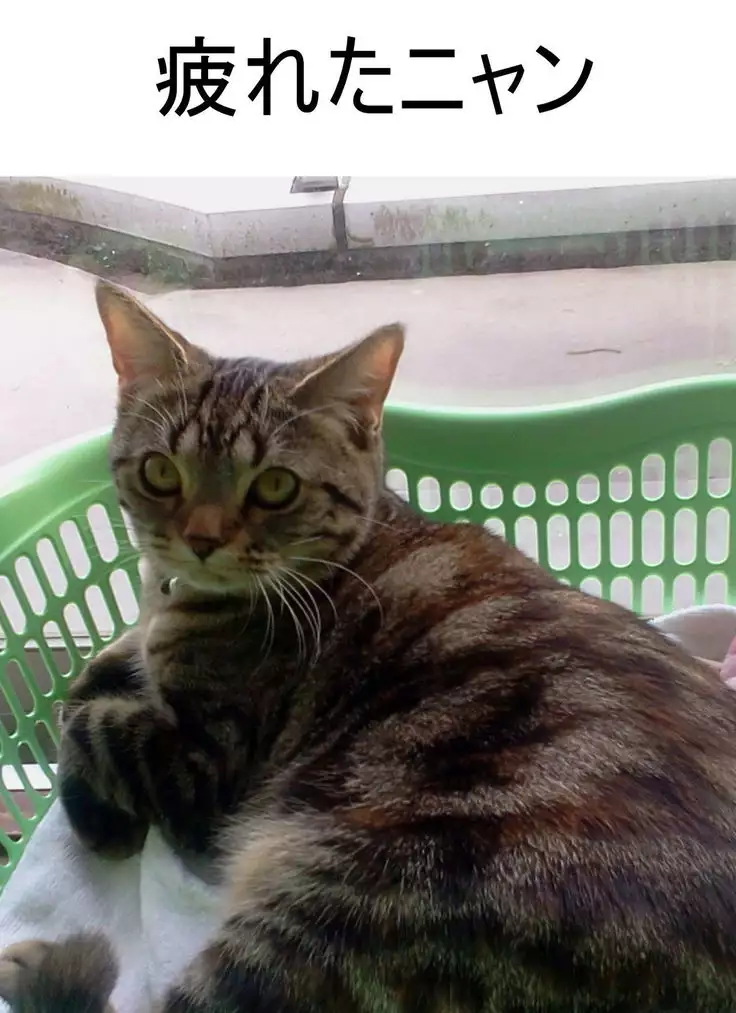 Frustrated Elder Sister and Dumb Witted Younger Brother