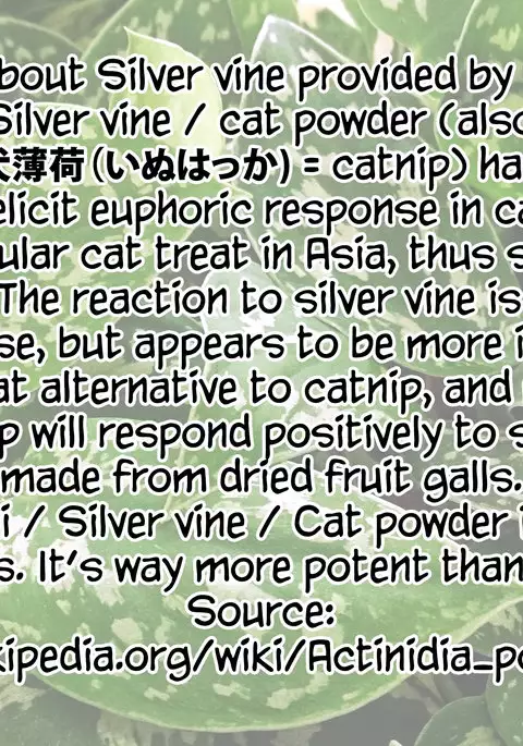 Booi miitsu Nyaa Goddo | Boy meets Cat Goddess