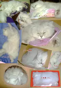 [Shigunyan] Artworks 2003-2007